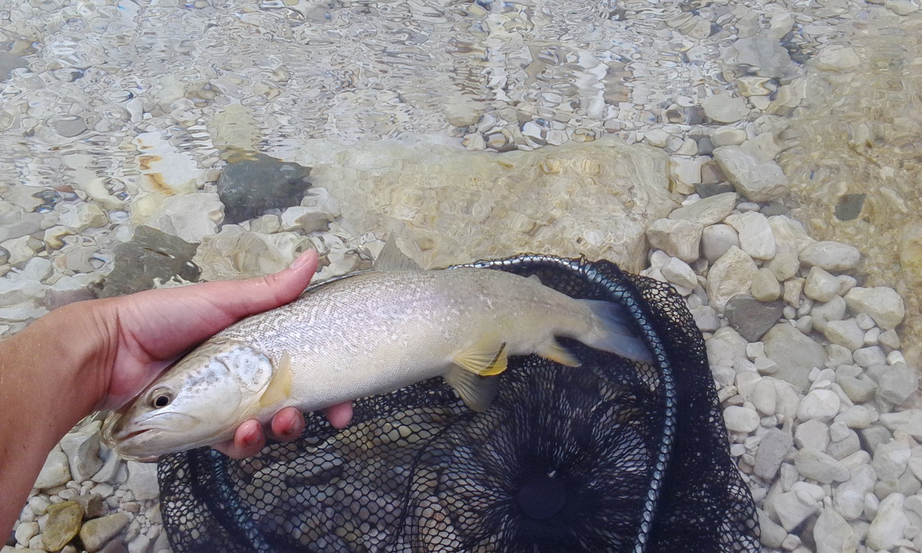 soča 4